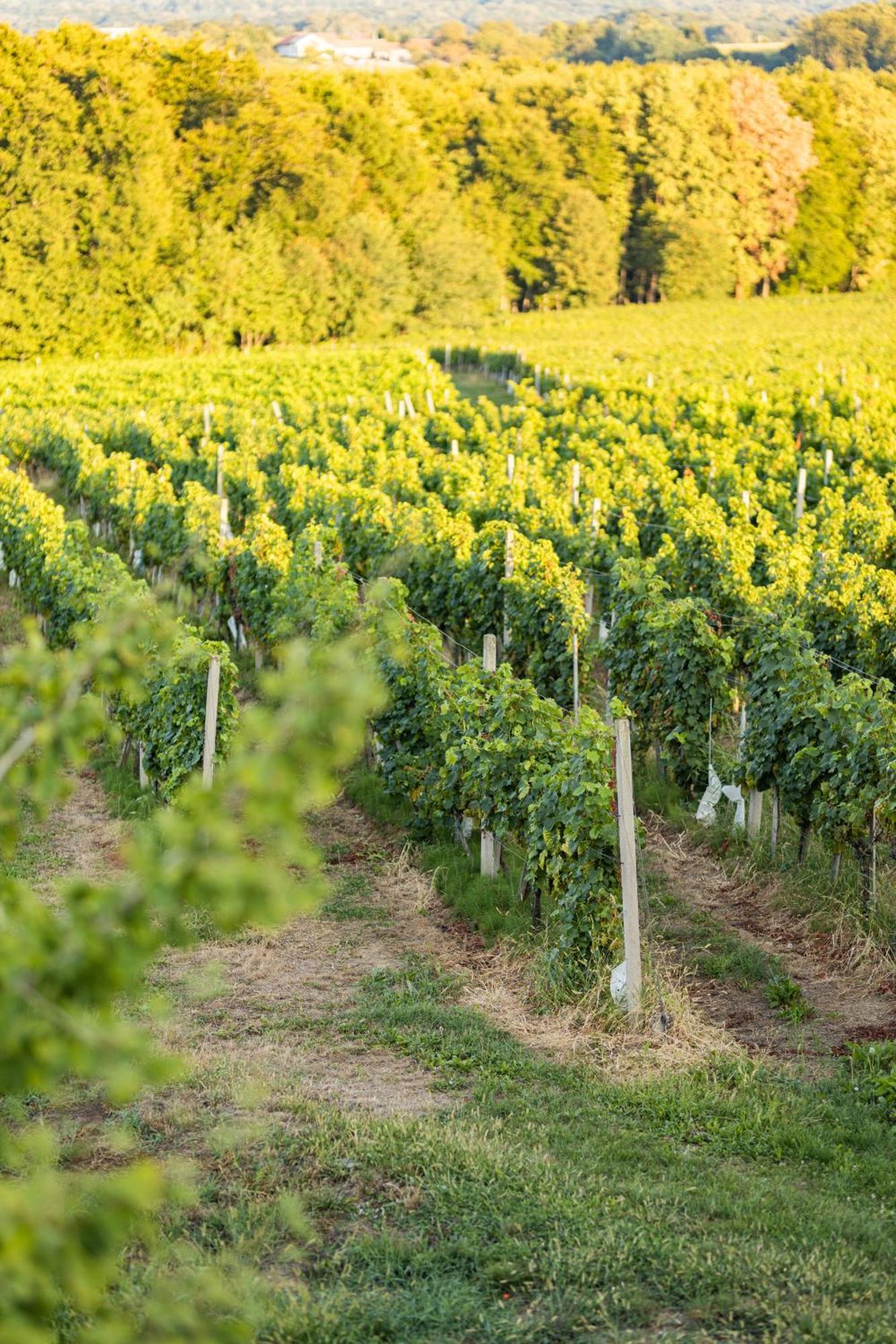 Wine Residence Kerman Strigova 외부 사진